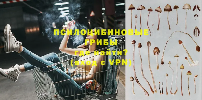 Псилоцибиновые грибы MAGIC MUSHROOMS  цены наркотик  Тарко-Сале 